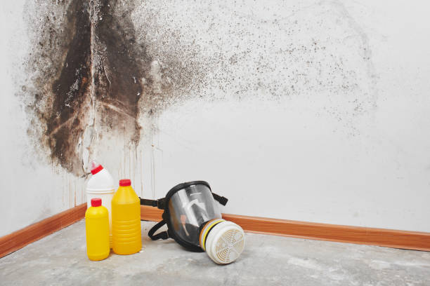 Best Preventive Mold Services in Girardville, PA