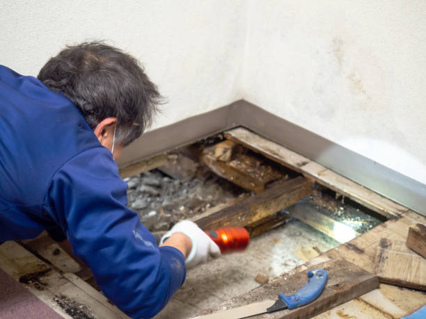 Best Preventive Mold Services in Girardville, PA