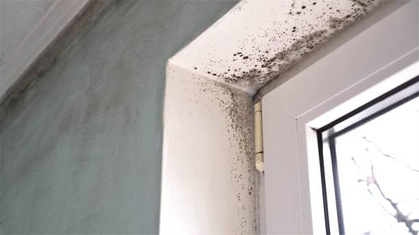 Best Attic Mold Remediation in Girardville, PA
