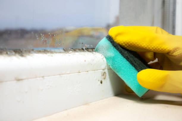 Best Mold Remediation for Schools in Girardville, PA