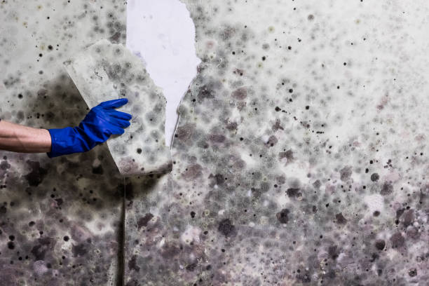 Best Post-Flood Mold Remediation in Girardville, PA